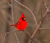 Cardinal001
